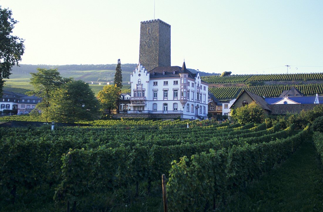 Wine-growing near Rüdesheim, Rheingau, Germany