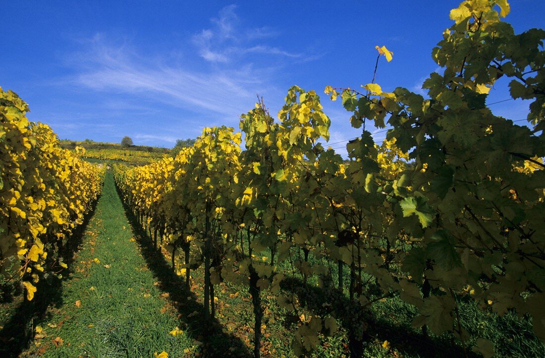 Wine-growing near Kallstadt, Palatinate, Germany