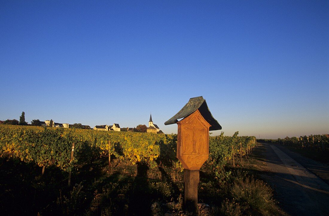 Vineyard near Hochheim, Rheingau, Germany