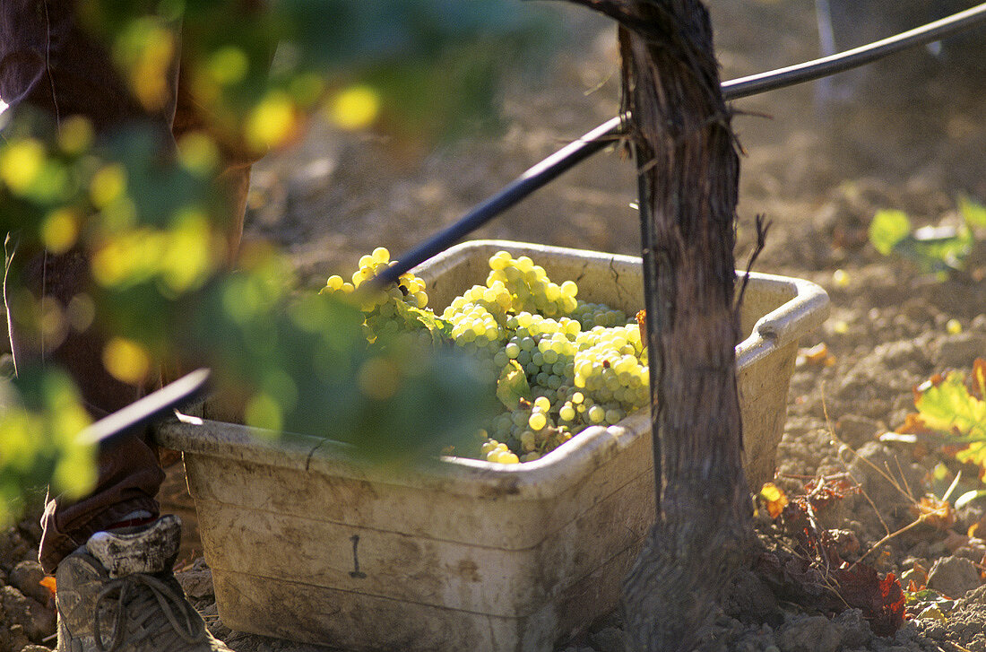 A basketful of white wine grapes, Napa Valley, Calif., USA