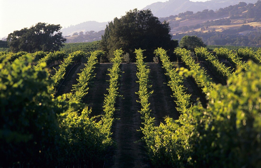 Gallo Family Vineyards, Sonoma Valley, Kalifornien, USA