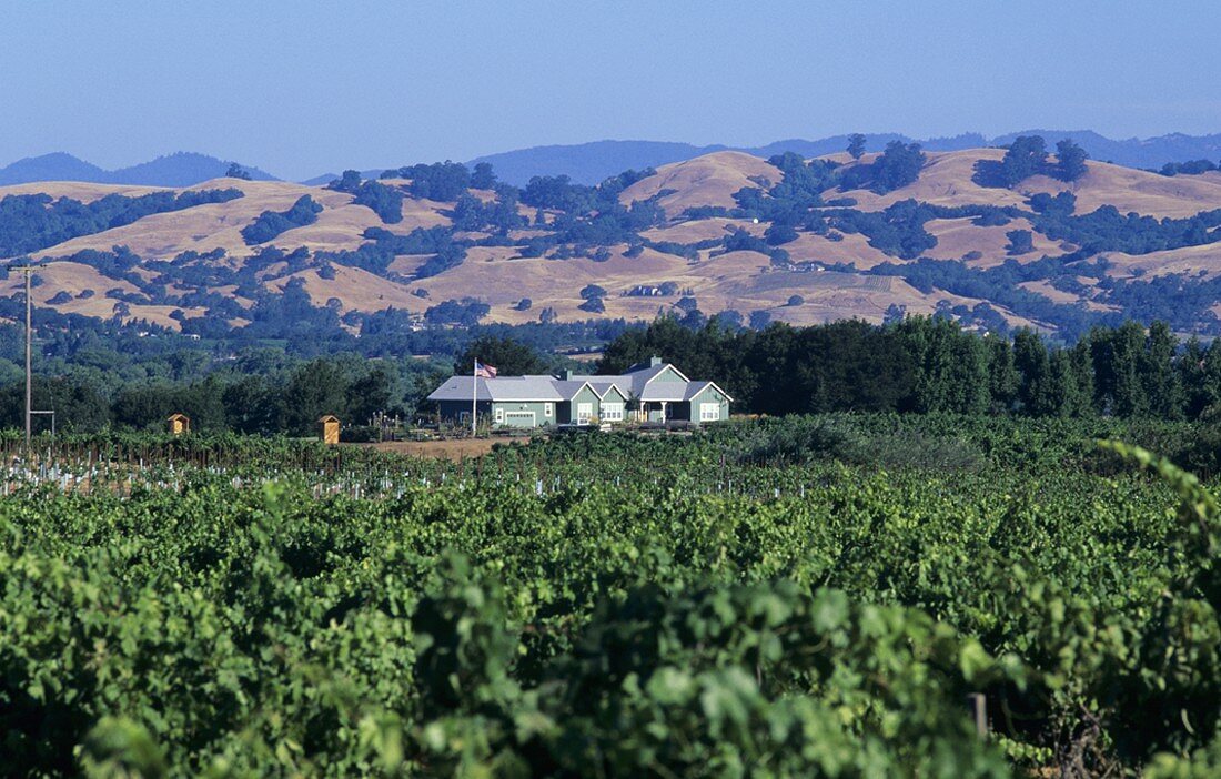 Weinlandschaft im Sonoma Valley, Kalifornien, USA