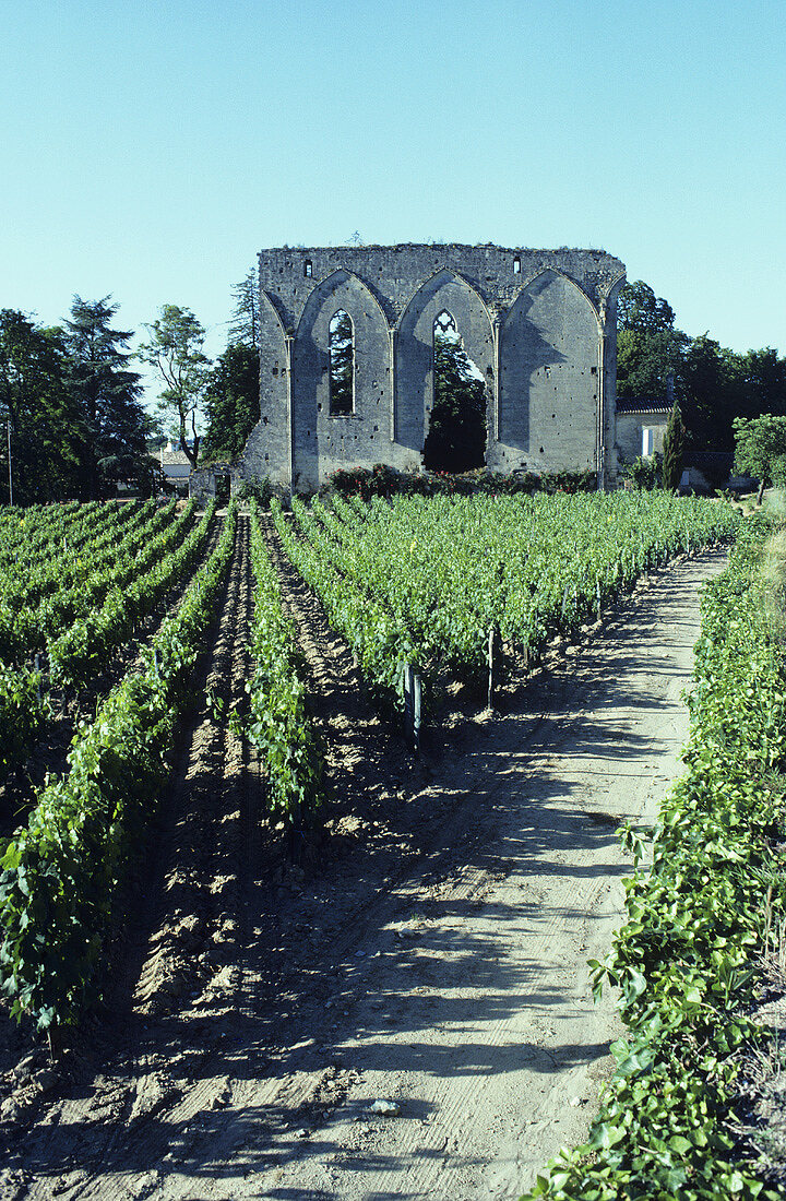 Weinbau bei St. Emilion, Bordeaux, Frankreich