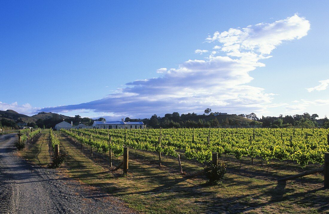 Weinbau nahe Havelock North, Hawke's Bay, Neuseeland
