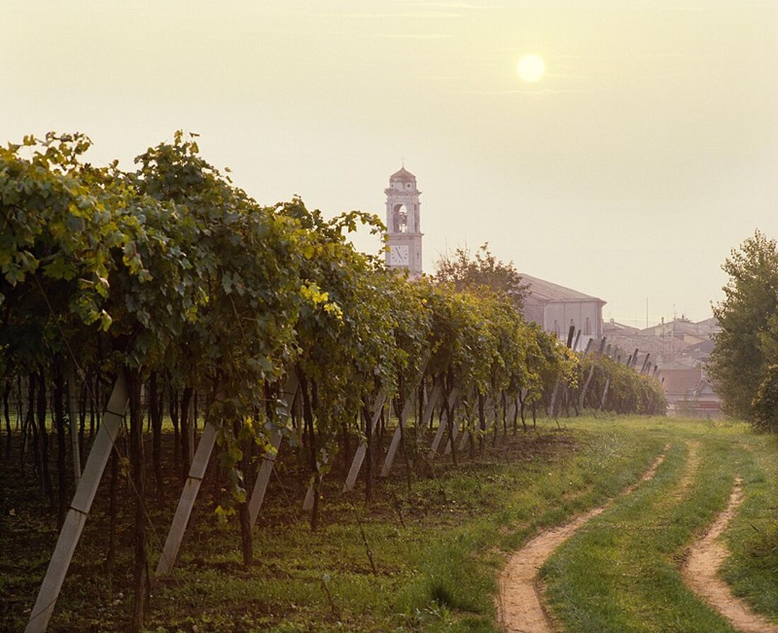 Weinbau am Gardasee, Lazise, Veneto, Italien