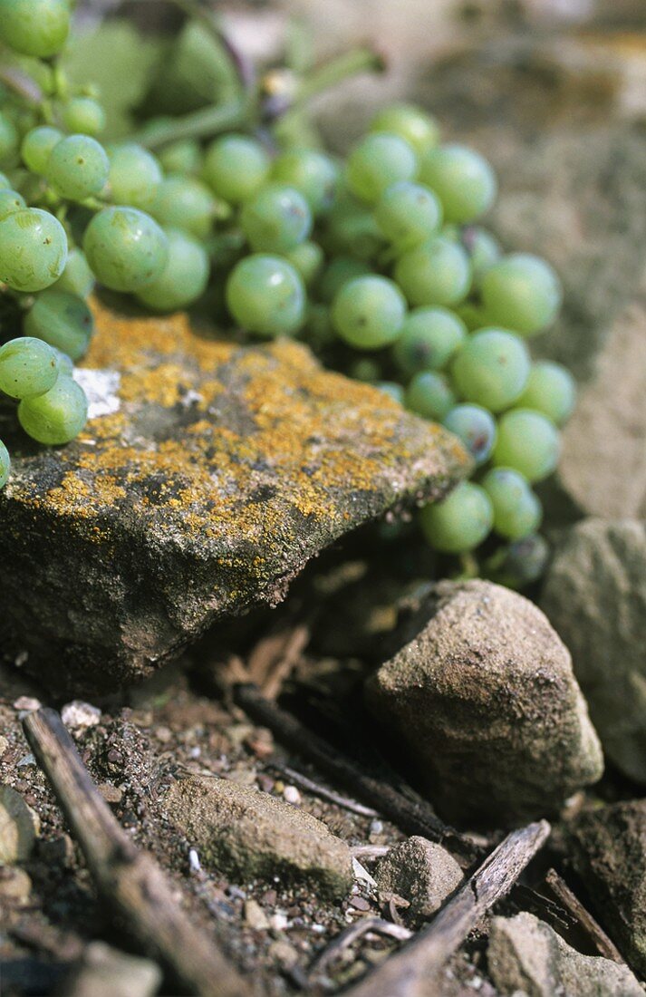 Riesling grapes, 'Stettener Brotwasser' single vineyard site, DE