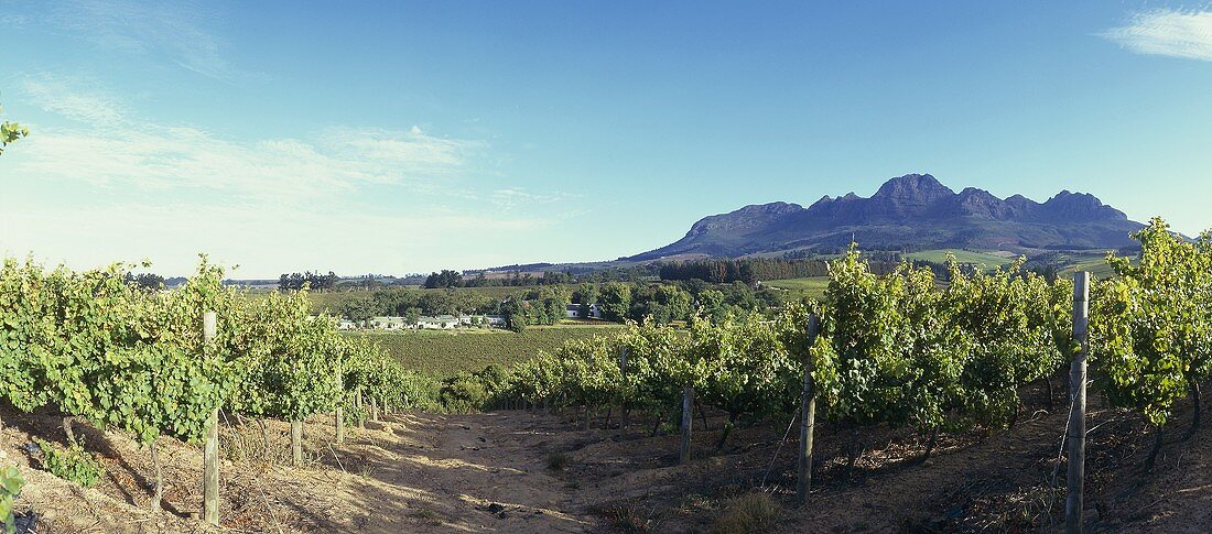 Vineyard of Rust en Vrede Estate, Stellenbosch, S. Africa