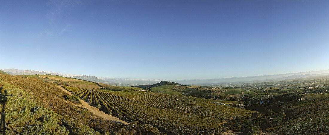 Weinberg des Guts Zevenwacht, Kuils River, Südafrika