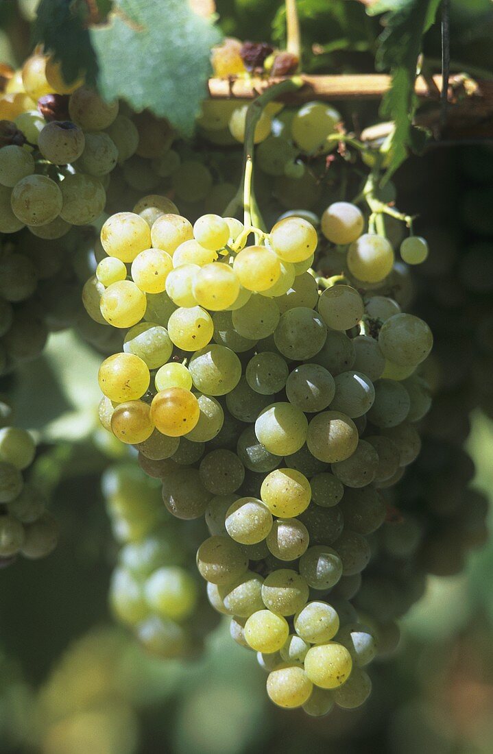 Torrontes grapes