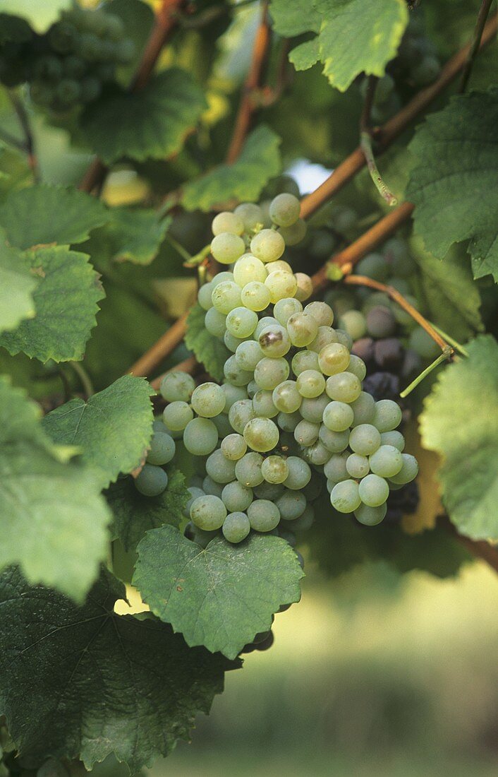 Auxerrois grapes hanging on the vine