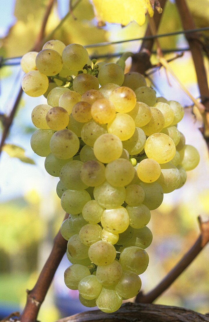 Fendant grapes hanging on the vine