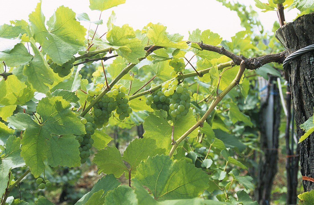 Sauvignon Blanc-Trauben am Rebstock hängend