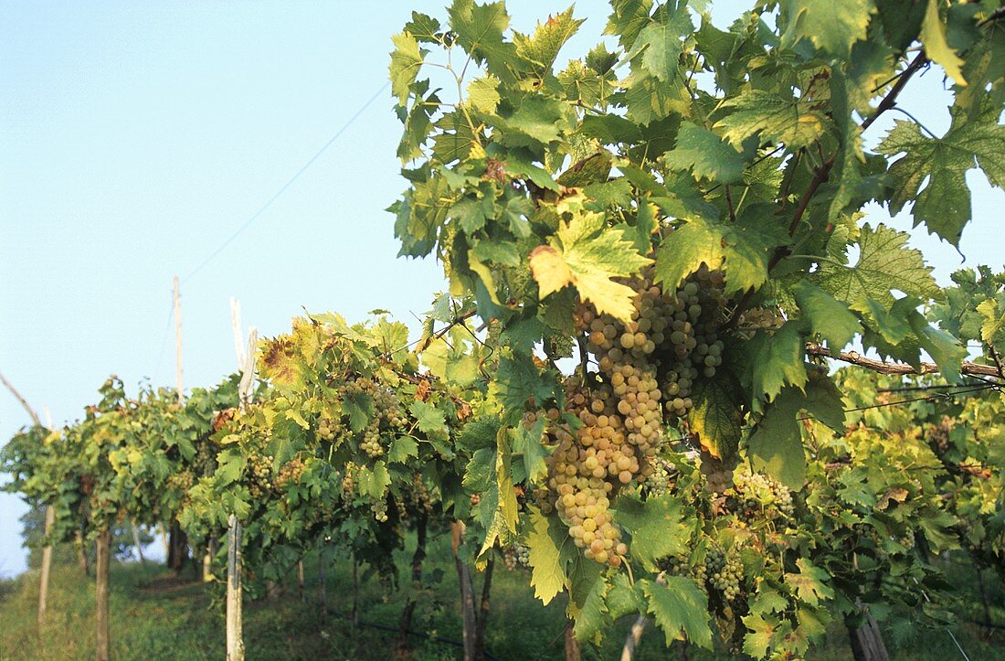 Growing Prosecco grapes
