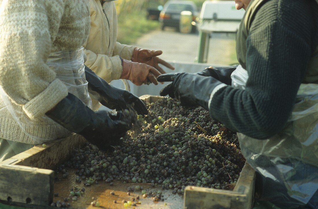 Picking dried Riesling grapes