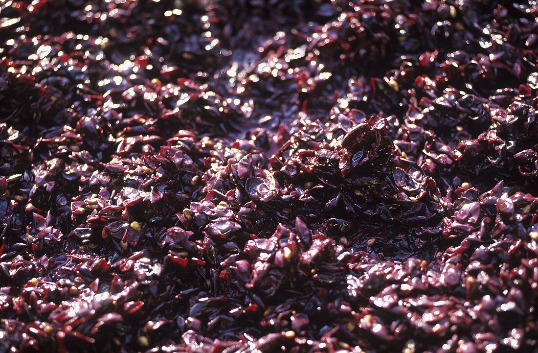 Maische aus gepressten Rotweintrauben