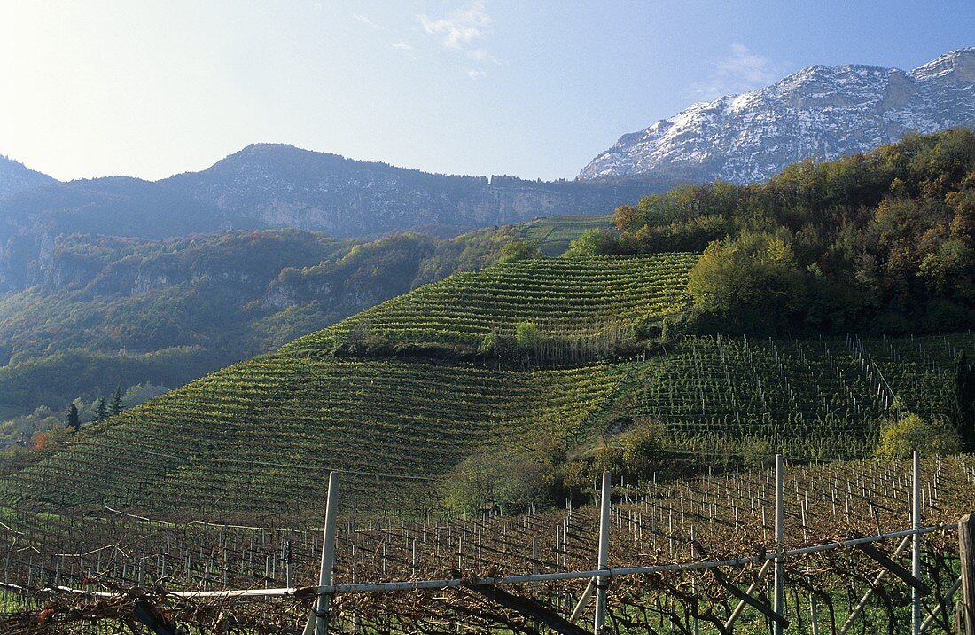 Weinberg von Tiefenbrunner, Cortaccia , Südtirol, Italien