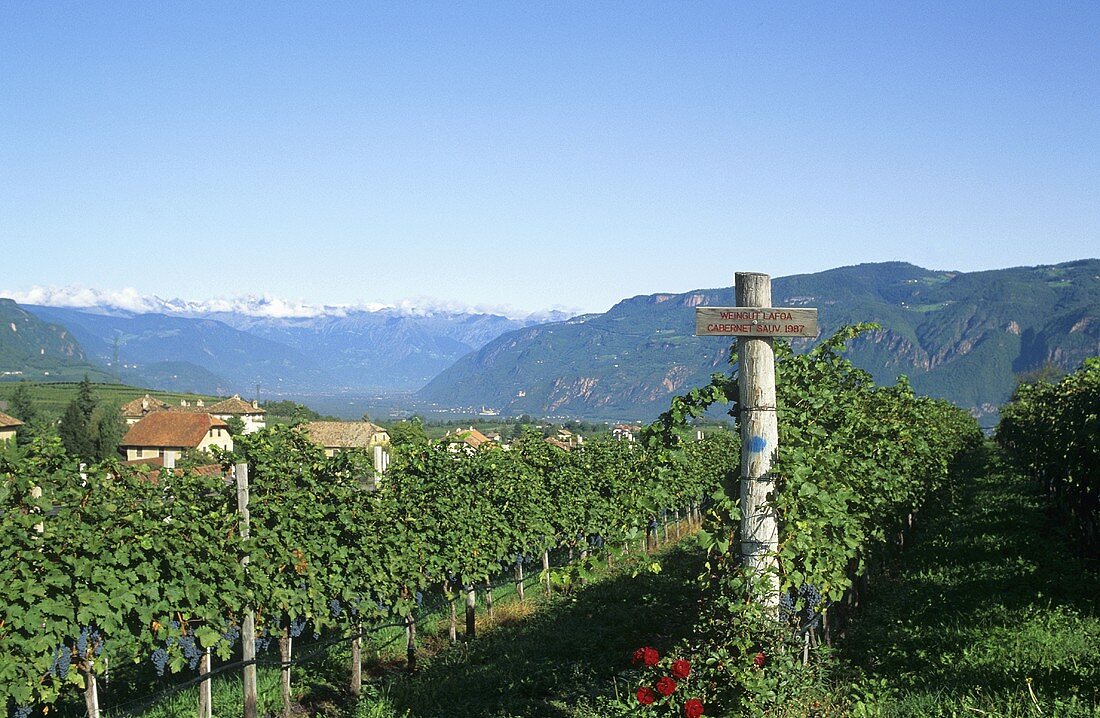 Weinberg vom Weingut Schreckbichl, Girlan, Südtirol, Italien