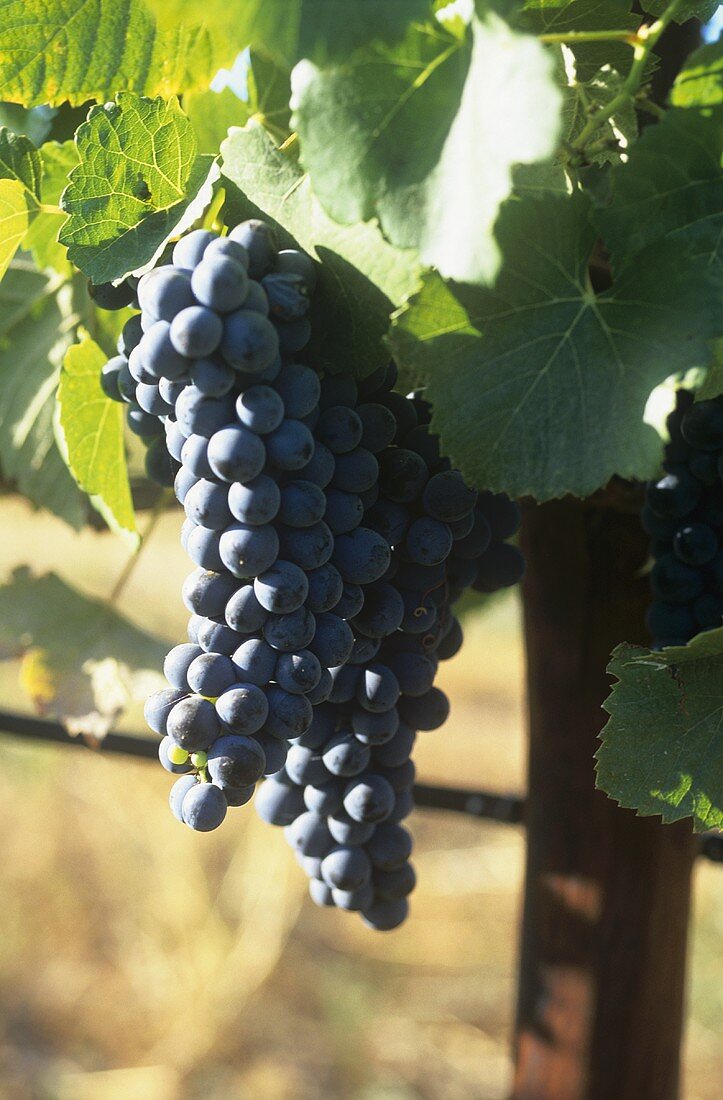 Pinotage grapes, S. Africa