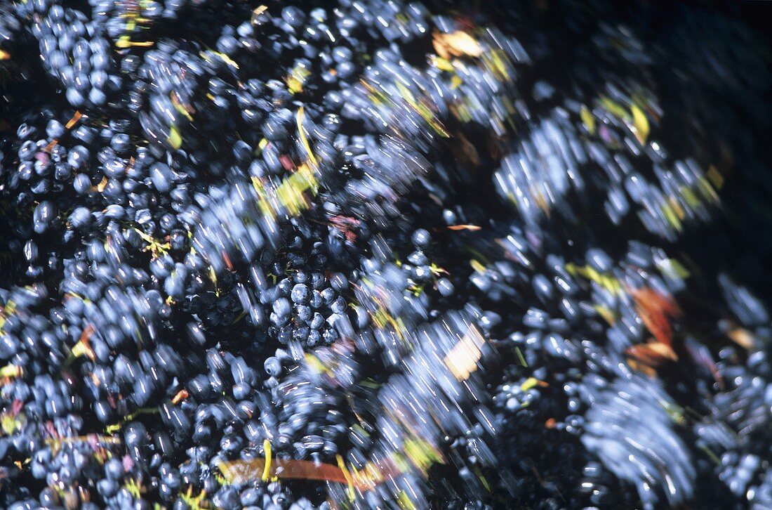 Red wine grapes on a conveyor belt, S. Africa