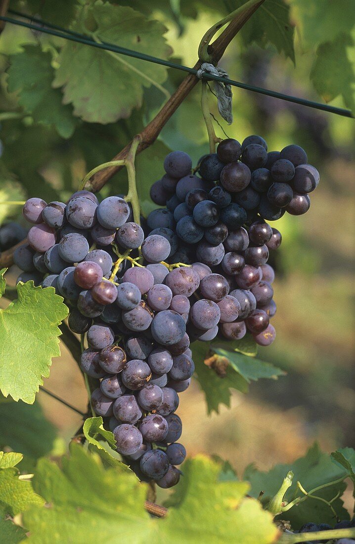 Malvasia grapes