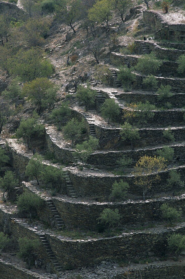 Weinterrassen bei Chanceleiros, Alto Douro, Portugal