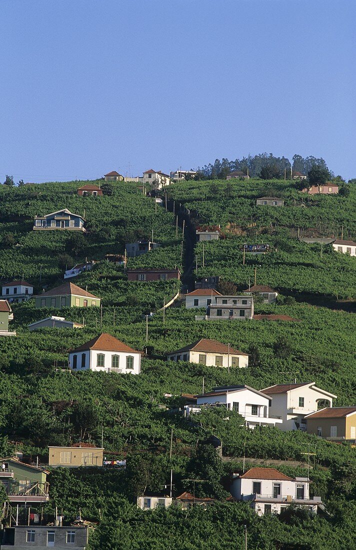Blick auf die Stadt Câmara de Lobos, Madeira