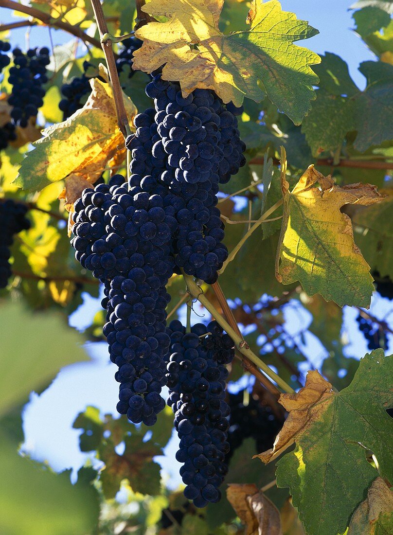 Petite Sirah, Cambria vineyards, Santa Maria Valley, Kalifornien