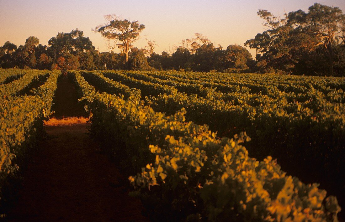 Cape Mentelle Vineyard, Margaret River, Australien