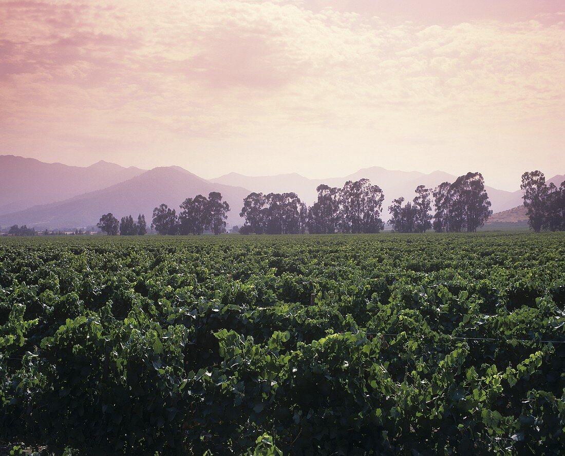 Vineyard in Casablanca Valley,  Chile