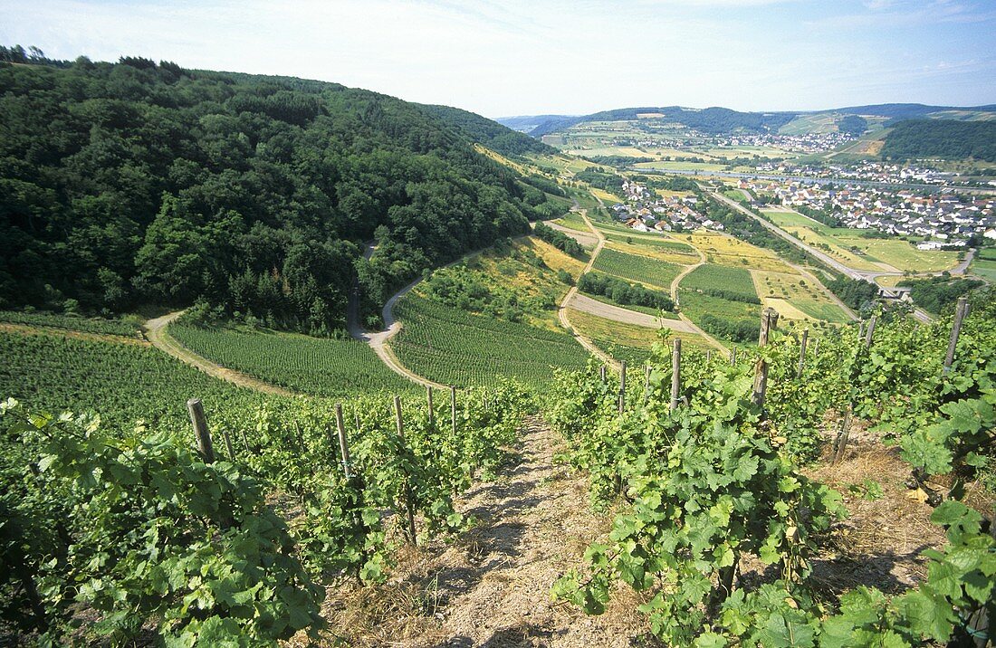 View over Schodener Herrenberg,  Weinhof Herrenberg,  Saar-Mosel-Ruwer