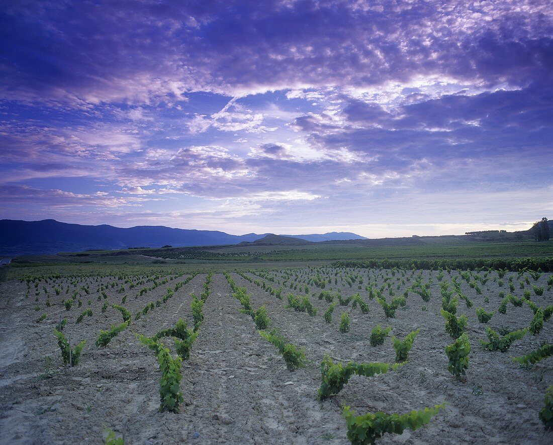 Vineyard near San Martin de Unx,  Navarra,  Spain