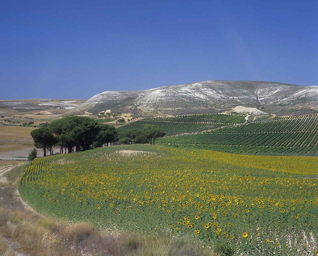 Weinberge bei Pinel de Abajo, Ribera del Duero, Spanien