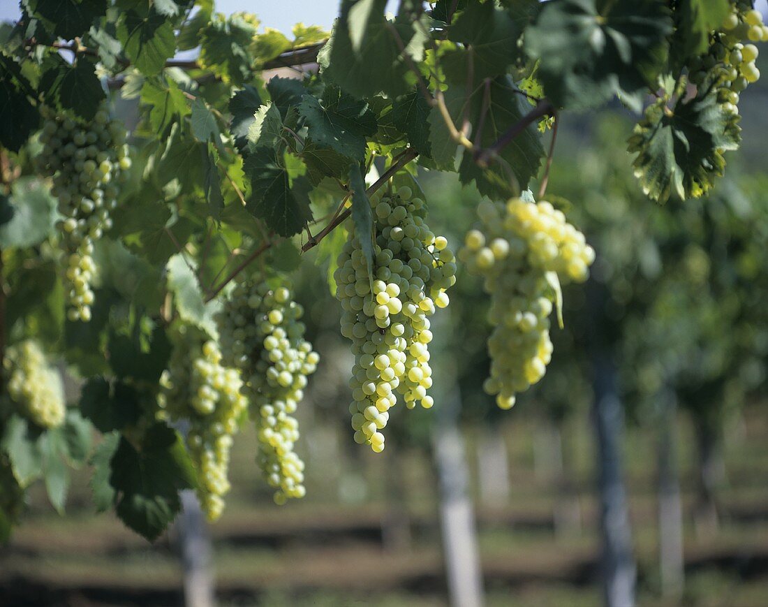 Optima grapes hanging on the vine