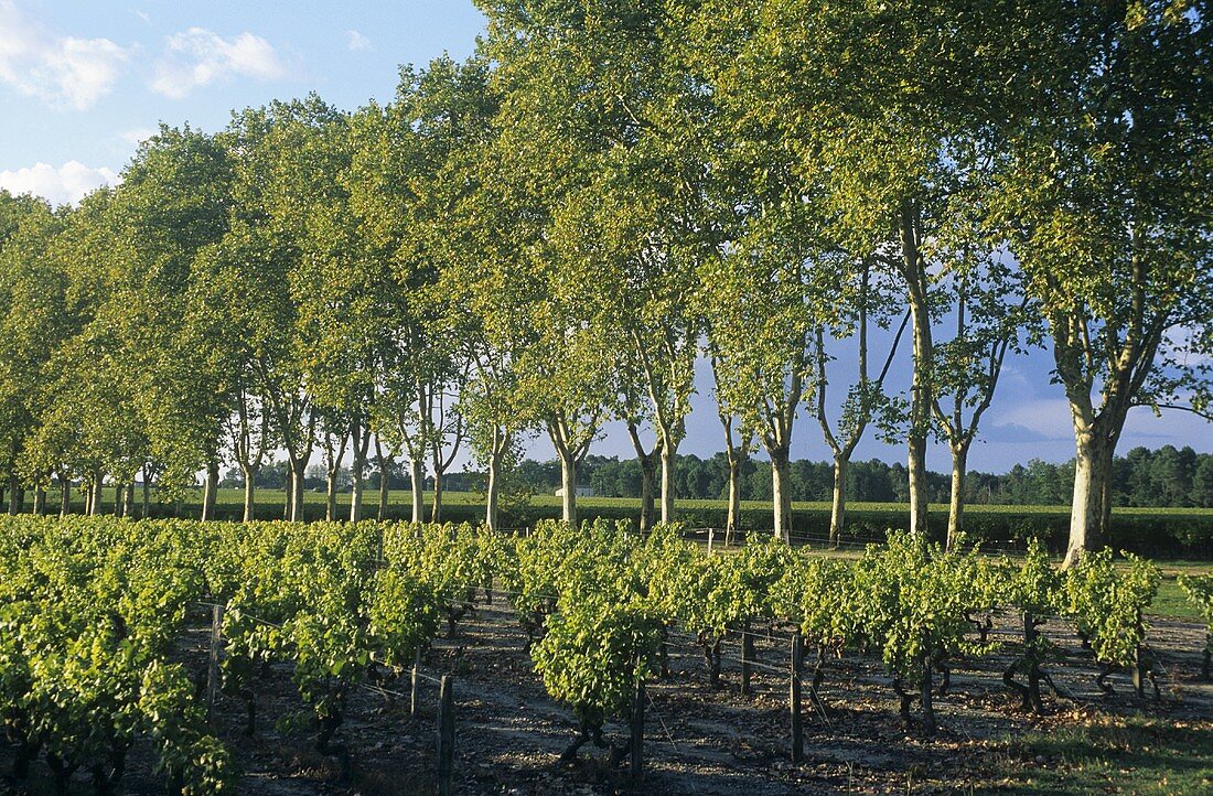 Weinanbau um Sauternes, Bordeaux, Frankreich