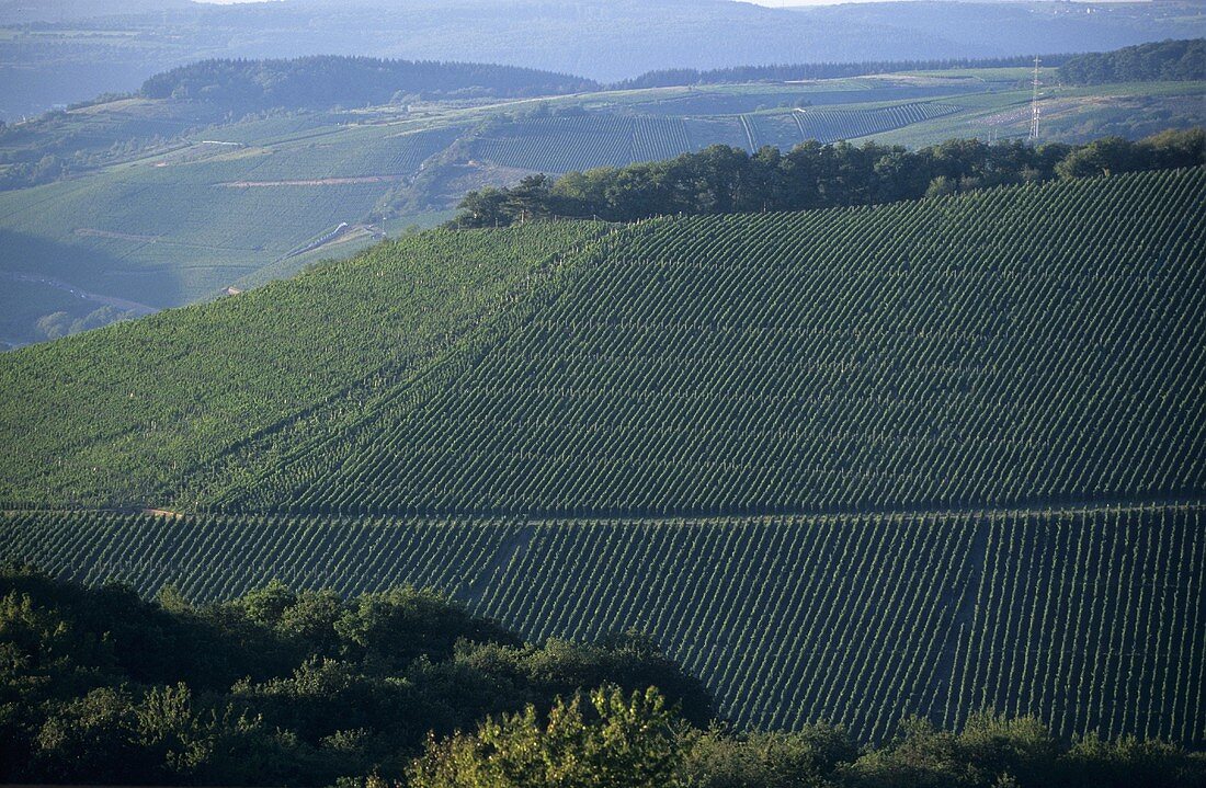 Scharzhofberg vineyard site, Scharzhof-Wiltingen, Saar, Germany