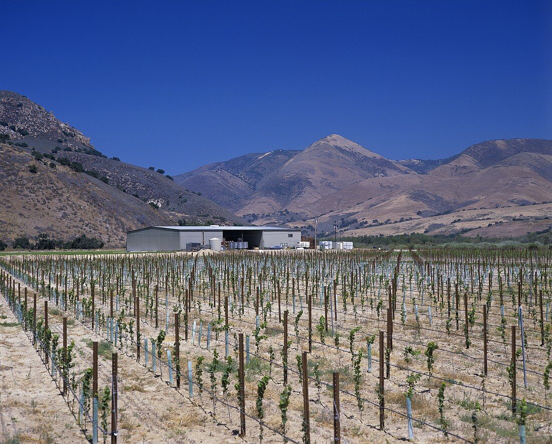 Au Bon Climat Winery, Santa Maria Valley, Santa Barbara, CA