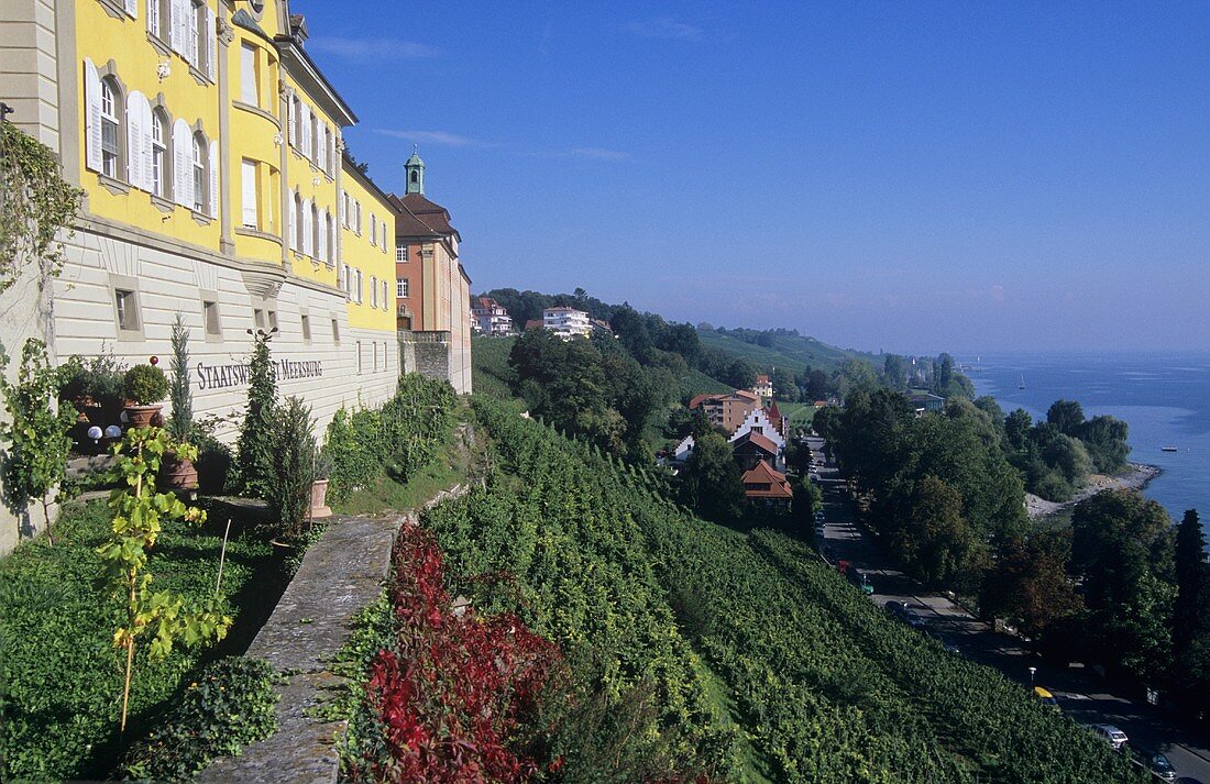 Einzellage 'Meersburger Rieschen' unter Staatsweingut Meersburg