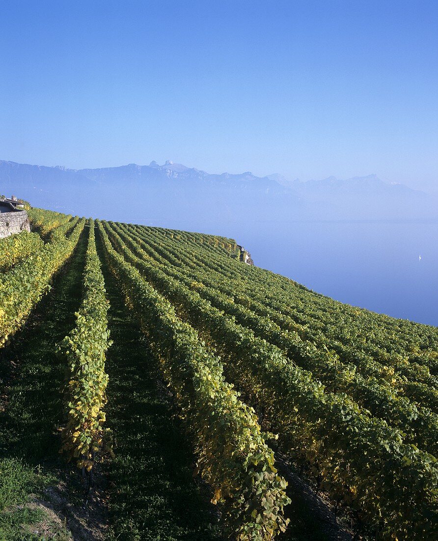 Vineyard above Lake Geneva, Switzerland