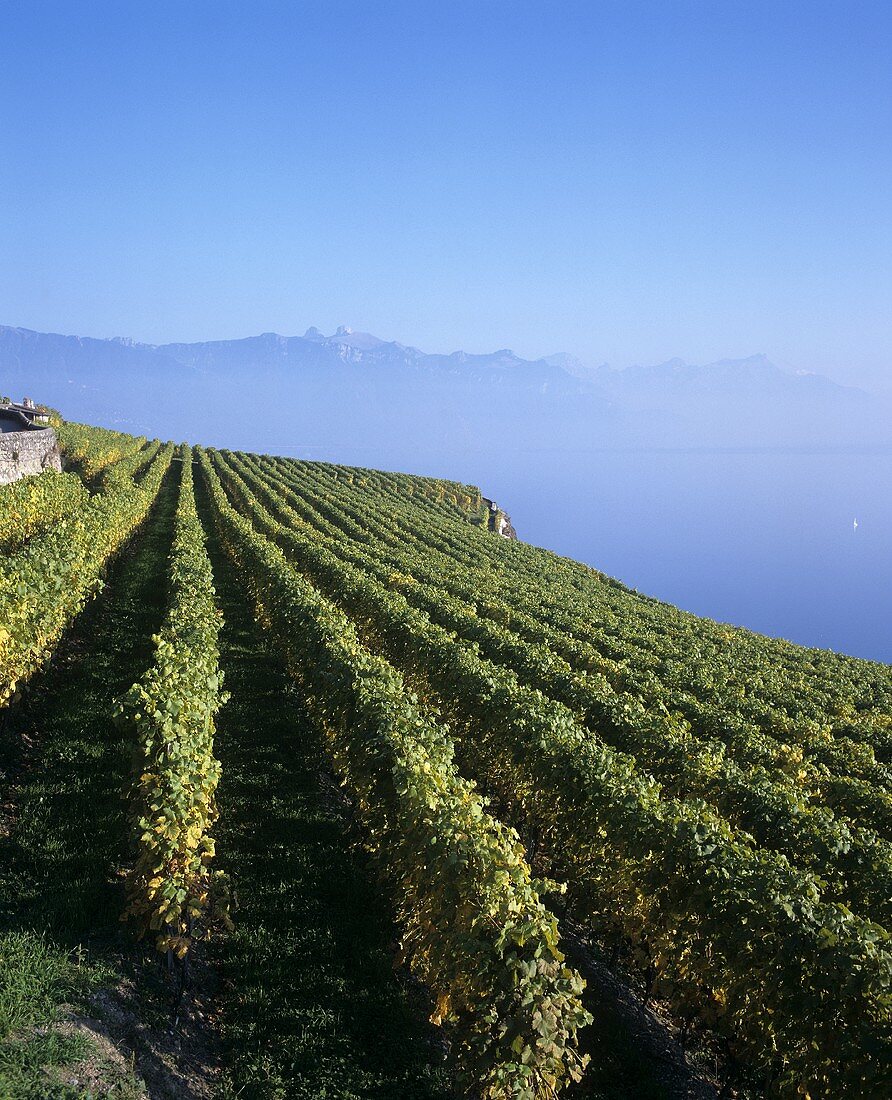 Weinberg über dem Genfer See, Schweiz