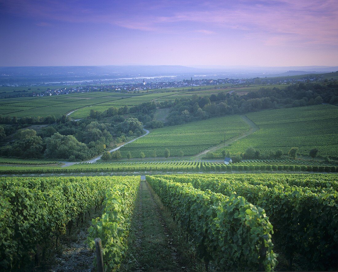 Blick über Anbaugebiet Rheingau nach Hallgarten, Deutschland