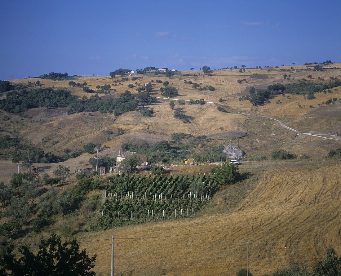 Weinbau um die Ortschaft Ostra Vetere, Anbaugebiet Marken, Italien