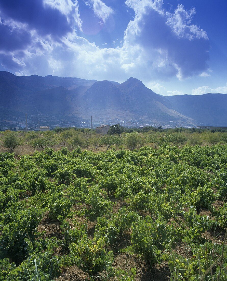Vineyard near Alcamo, Sicily (west), Italy