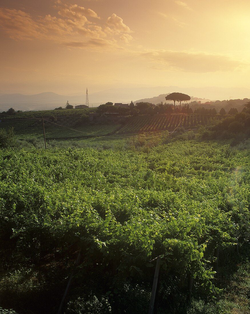 Weinberg bei Montecarotto, Verdicchio dei Castelli di Jesi