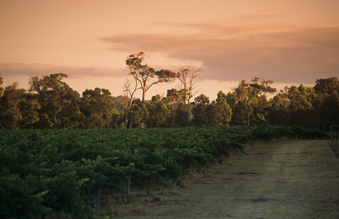 Cape Mentelle Vineyard, Margaret River, Westaustralien