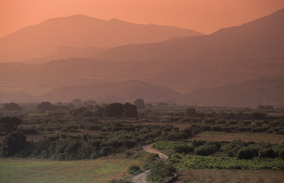 Weinanbau um Olite, Navarra, Spanien