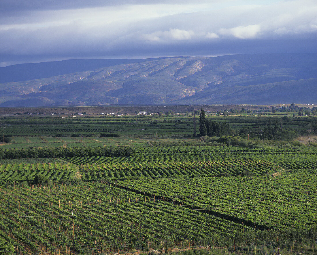 Wine-growing near Calitzdorp, Klein Karoo, S. Africa