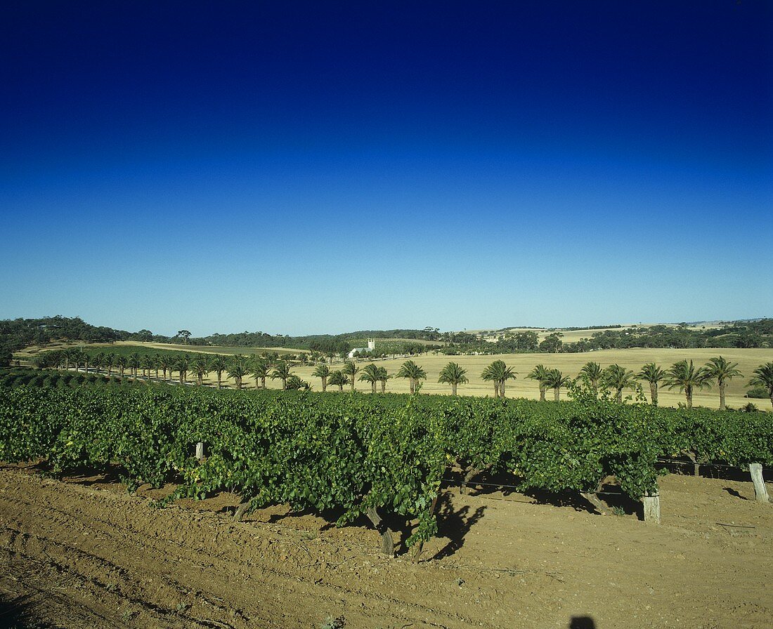 Vineyard of Seppelt Estate, Barossa Valley, S. Australia