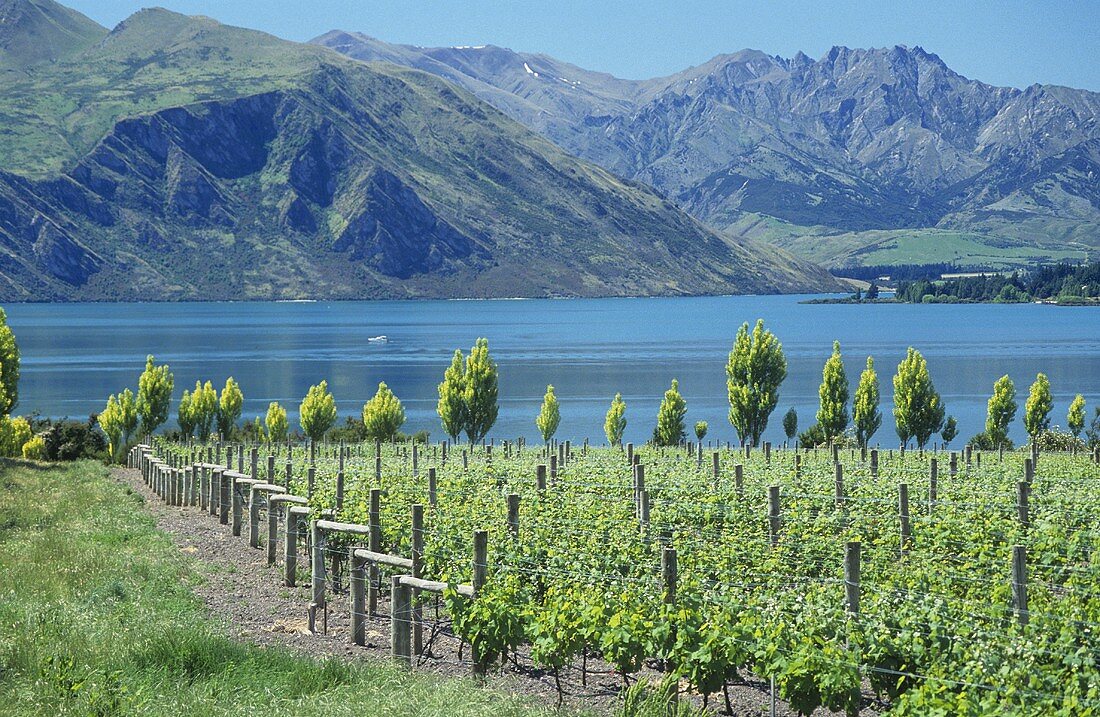 Rippon Vineyard, Lake Wanaka, Central Otago, New Zealand