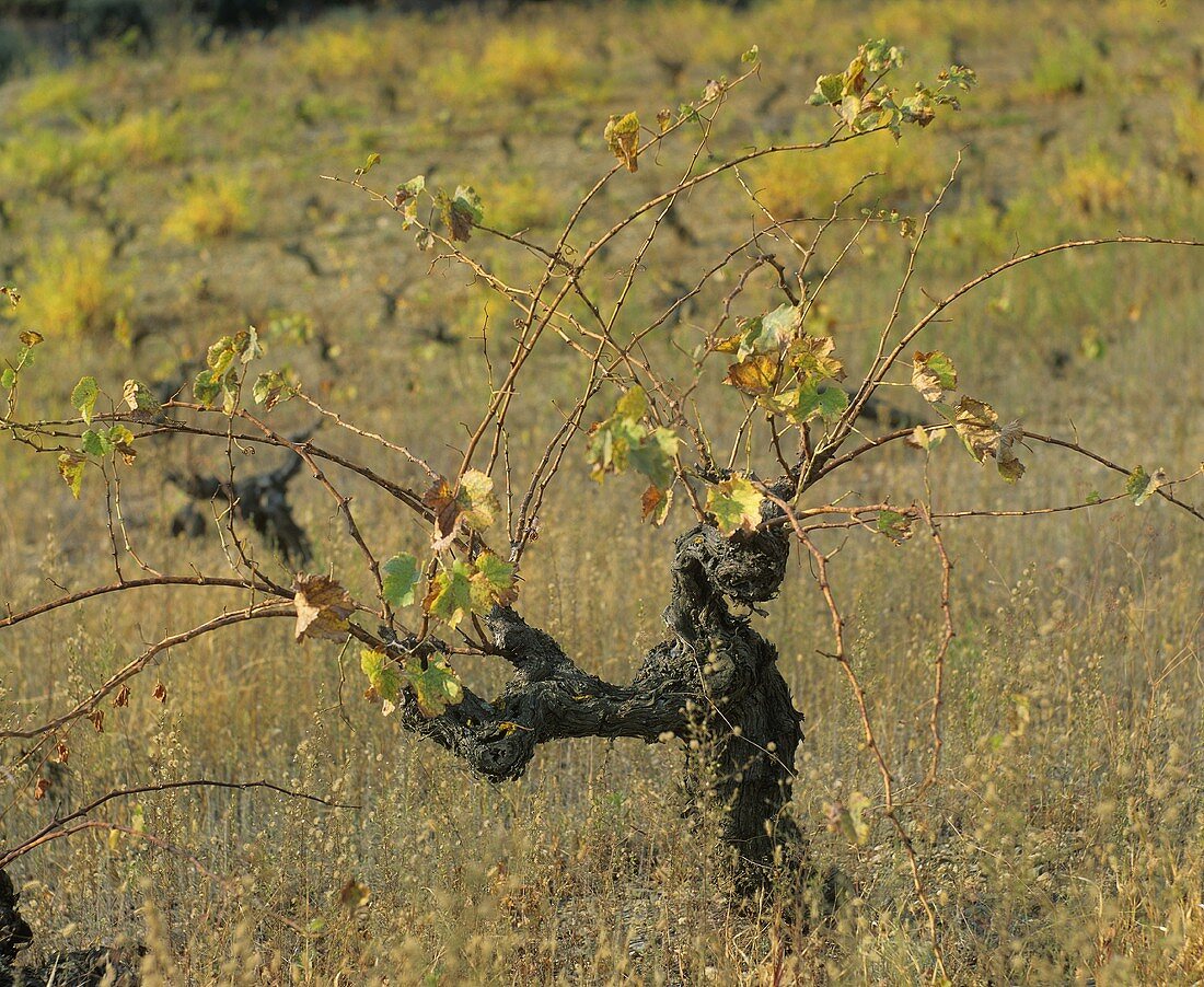 Gobelet, ancient vine training method