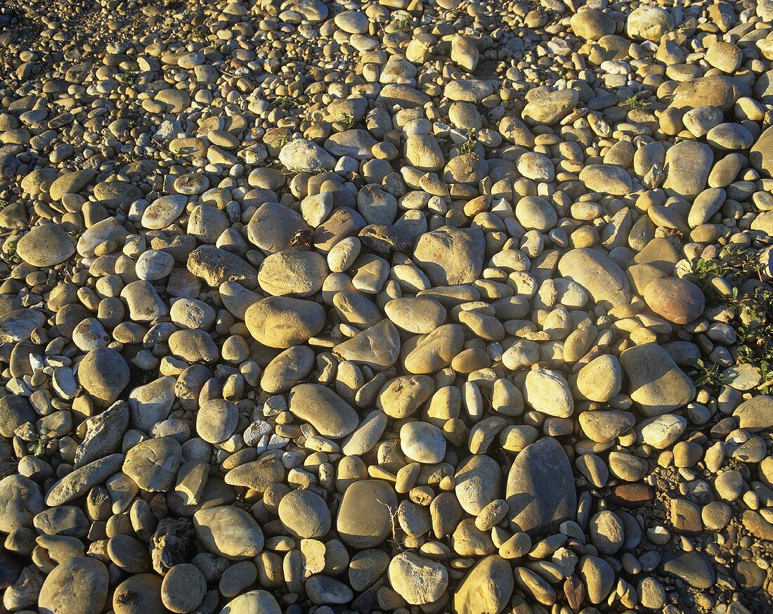 Typical stony soil around Châteauneuf-Du-Pape, Rhône, France
